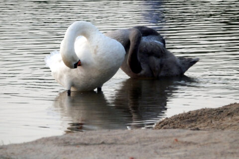 Labutě na jezeře Luknajno, Polsko