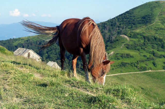 Nekonečné poloniny, Ukrajina