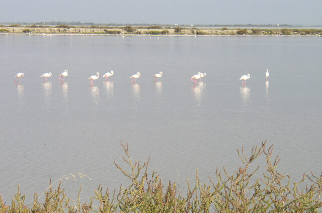 Plameňáci, Saintes Maries de la Mer, Francie