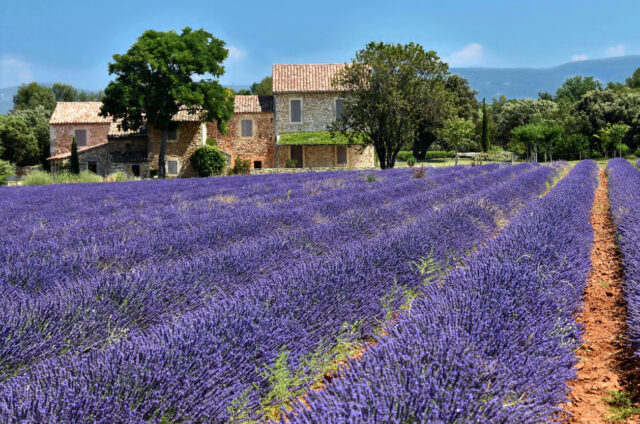 Pole s levandulí, Provence, Francie