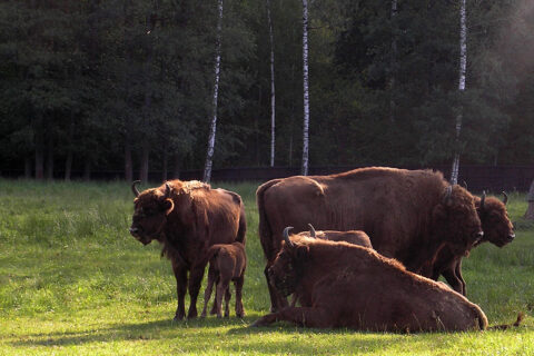 Chov Zubrů, Wolisko, Polsko