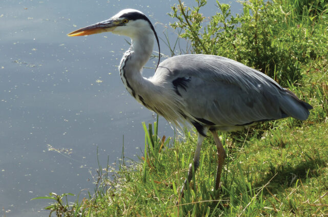 Fauna u kanálů, Holandsko