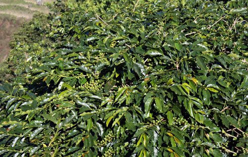 Blue Mountain coffee - Jamajka