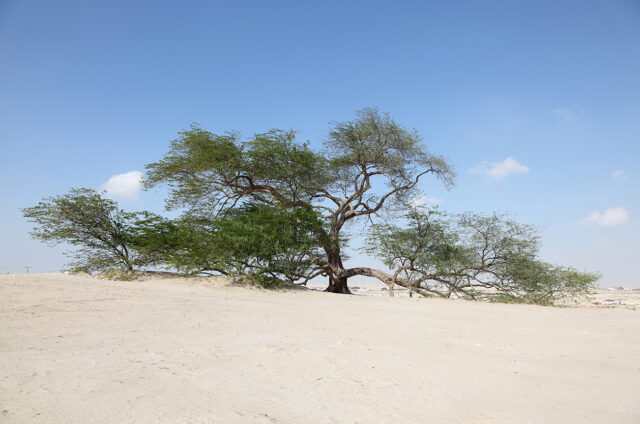 400 let starý „Strom života“, Bahrajn