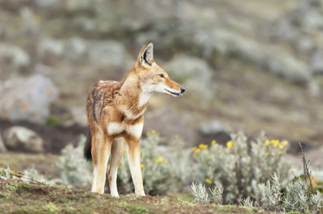 Vlček etiopský, N.P. Bale Mountains, Etiopie
