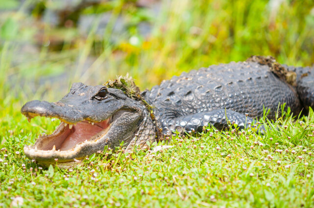 Aligátor v Everglades, USA