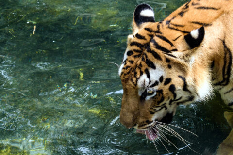 Bengálský tygr, N.P. Sundarbans, Bangladéš