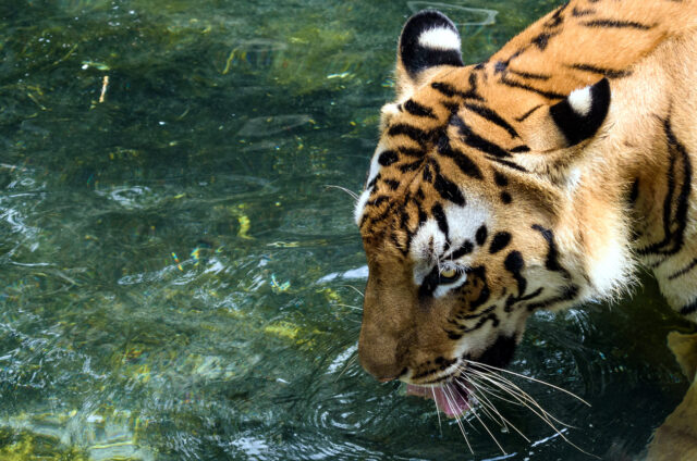 Bengálský tygr, N.P. Sundarbans, Bangladéš