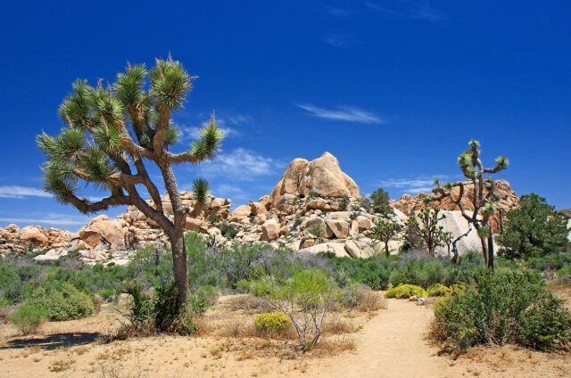 Bizarní sukulenty Joshua Tree, Mohavská poušť, USA