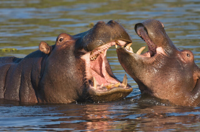 Bojující hroši, řeka Okavango, Botswana