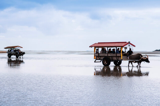 Buvolí povozy na Iriomote, Japonsko