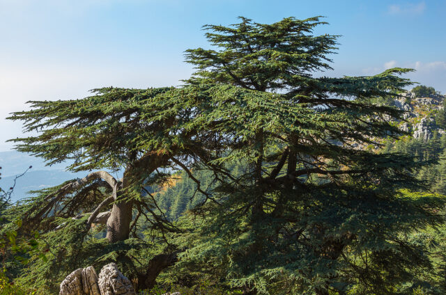 Cedrový les, Libanon