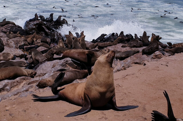 Desetitisíce tuleňů na Skeleton Coast, Namibie