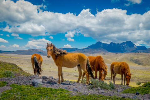 Divocí koně v N.P. Cotopaxi, Ekvádor