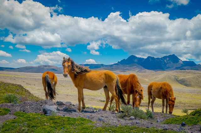 Divocí koně v N.P. Cotopaxi, Ekvádor