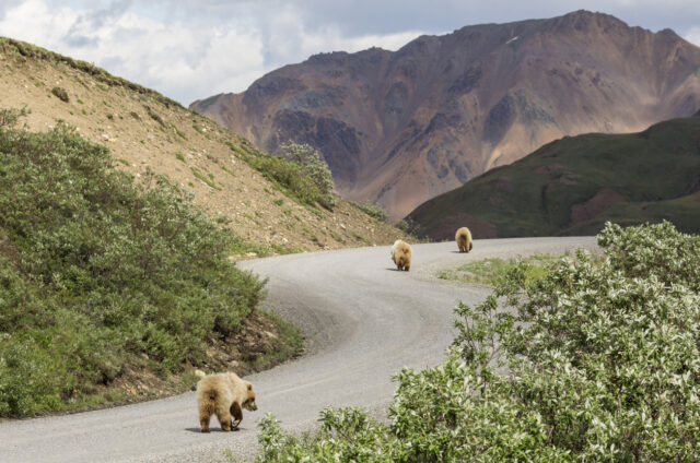 Divocí medvědi grizzly v Denali N.P., Aljaška, USA