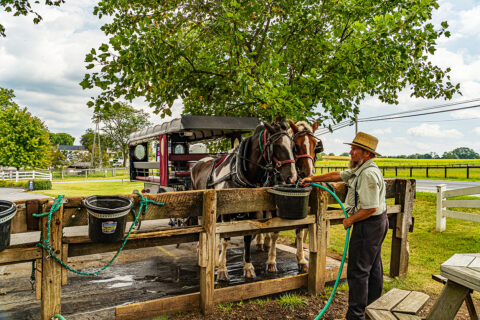 Farmář s koňským povozem, Amish Country, USA