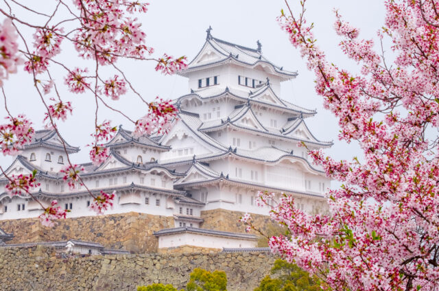 Hanami v Himedži, Japonsko