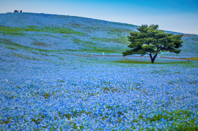 Hitachi Seaside Park, Japonsko