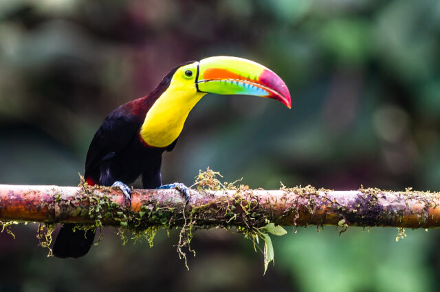 Jeden z mnoha druhů - tukan, Kostarika