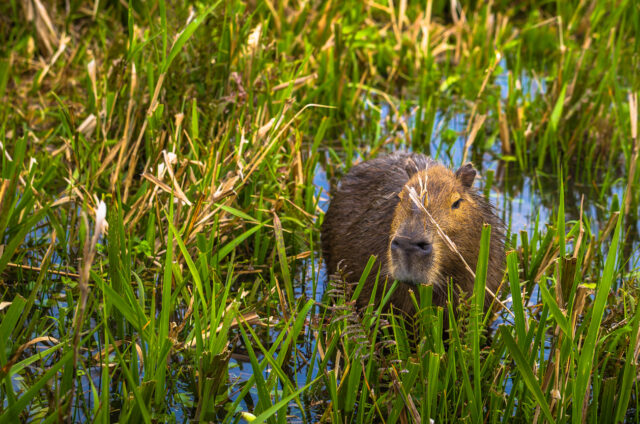 Kapybara, Colonia Carlos Pellegrini, Argentina