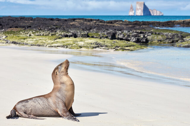 Lachtan, ostrov San Cristobal, Galapágy
