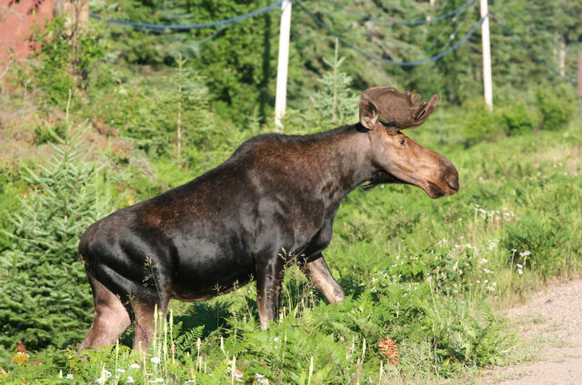 Los v Algonquin P.P., Kanada