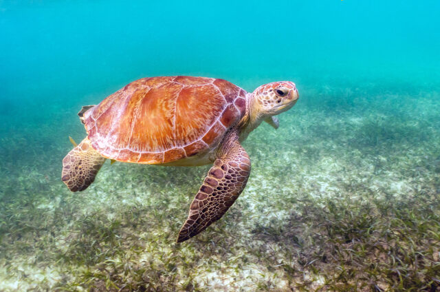 Mořská želva, Yucatán, Mexiko