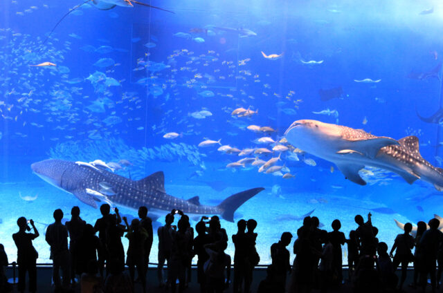 Mořské akvárium, Okinawa, Japonsko