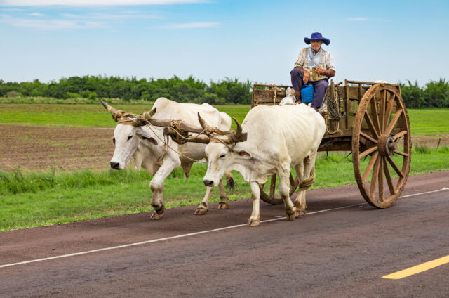 Místní Paraguayec, Paraguay
