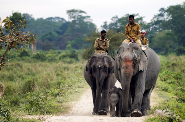 N.P. Kaziranga, Ásám, Indie