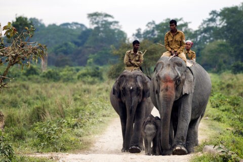 N.P. Kaziranga, Ásám, Indie