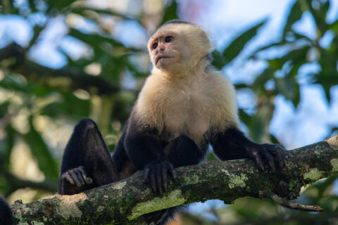 NP Manuel Antonio - kapucínská opice, Kostarika