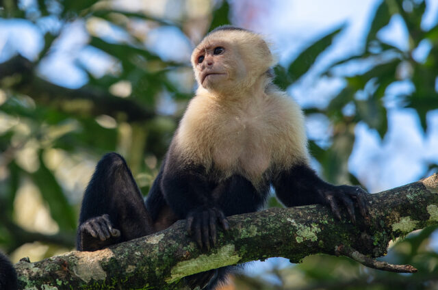 NP Manuel Antonio - kapucínská opice, Kostarika