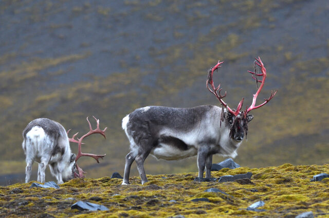 Nejmenší poddruh endemických sobů, Špicberky