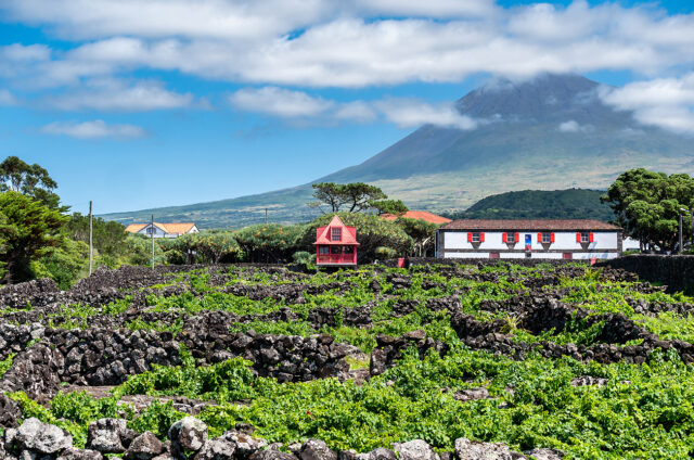 Nejvyšší hora a vinice v popředí, Pico, Azory