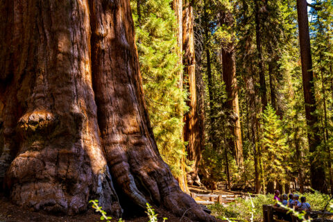 Obrovské sekvoje, Sequoia N.P., USA