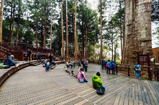 Obří cypřiše, Hory A-li-šan, Tchaj-wan