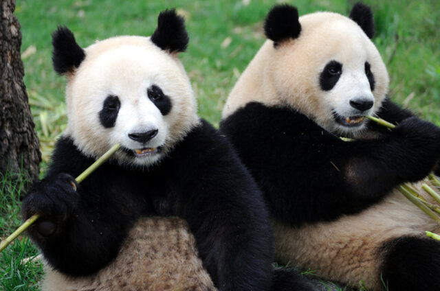 Pandy v Chengdu, Čína