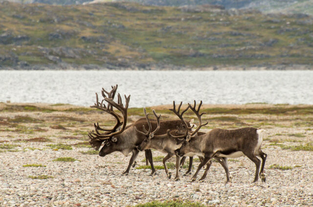 Polární sobi, Grónsko