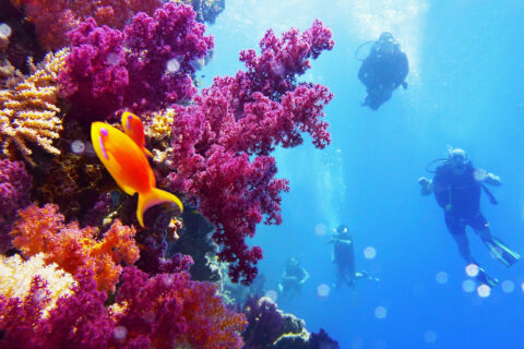 Potápění za korálovýmy útesy, Maledivy