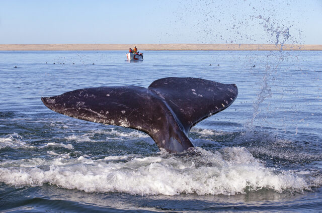 Pozorování velryb, Ojo de Liebre, Mexiko