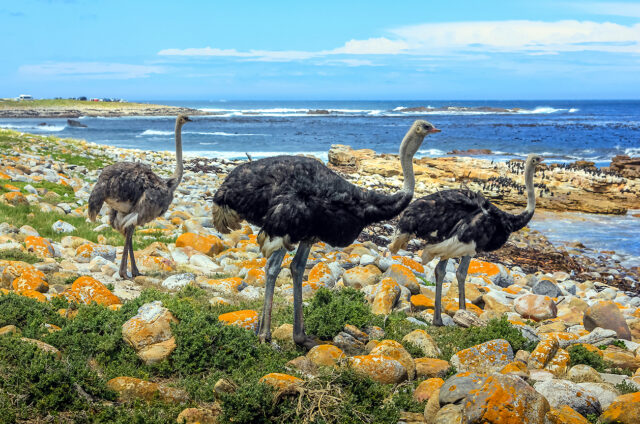 Pštrosi na Mysu Dobré naděje, JAR