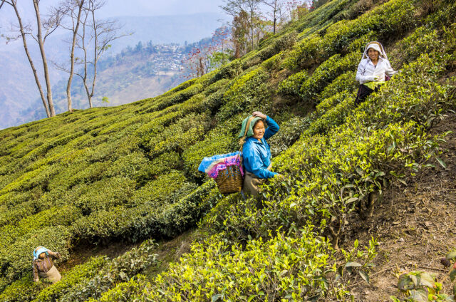Sběr čaje Dárdžiling, Bengálsko