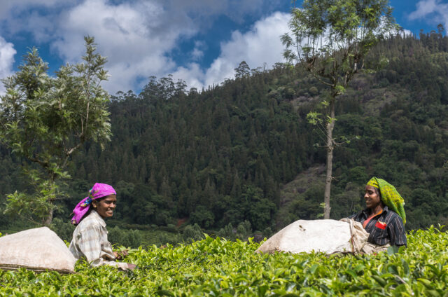 Sběr čaje v Nilgiri Hills, Indie