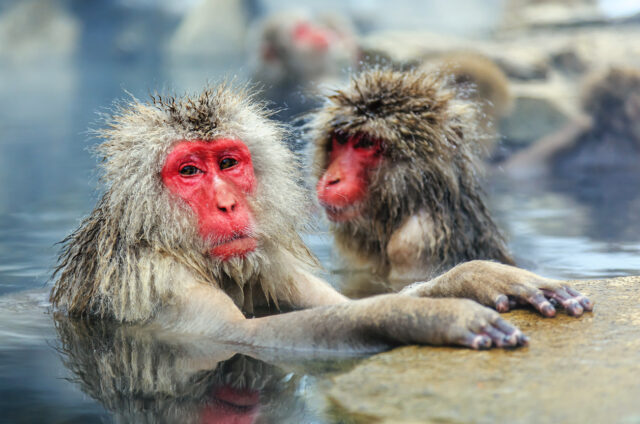 Sněžné opice v termálech, okolí Nagana, Japonsko