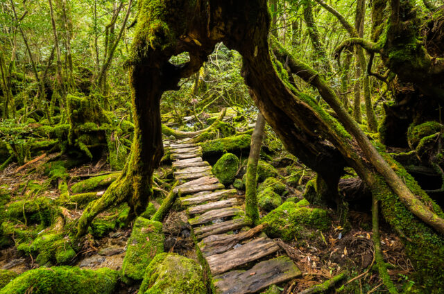 Starobylé cedry, Jakušima, Japonsko