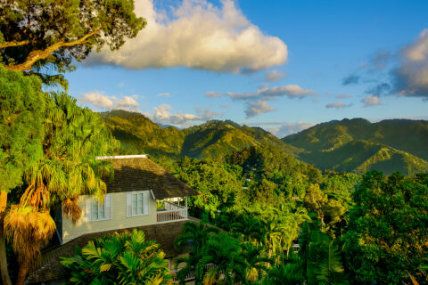 The Blue Mountains, Jamajka