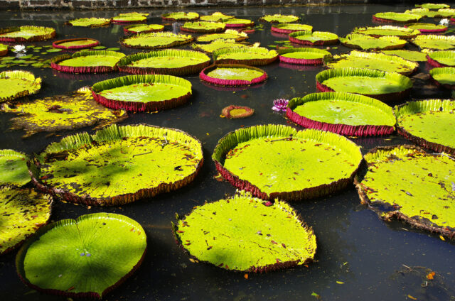 Vodní lilie, botanická zahrada Pamplemousses, Mauritius