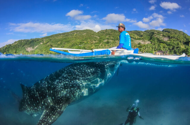 Výlet za žraloky velrybími, Filipíny